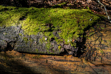 tronc d'arbre en d&eacute;composition sur le sol en for&ecirc;t