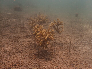 Coral transplant at coral nursery area in Marine park