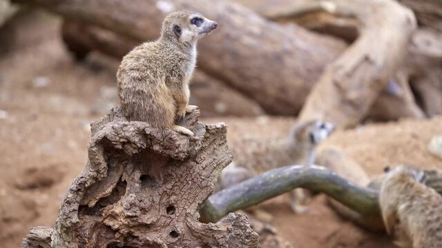 Mother meerkat with baby on guard sitting on a wood piece. Meerkat or suricate adult and juvenile.