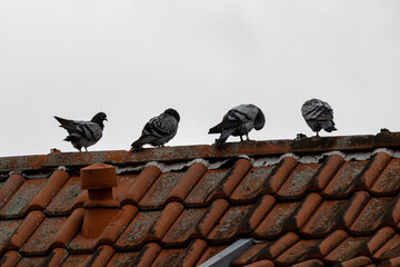 Tauben auf dem Dach