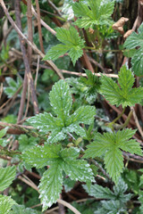 Common hop or Humulus lupulus branch with leaves with gray spots. Common Hop leaves with disease