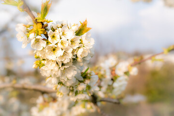 Kirsche Blüte Kirschbaum im Frühling mit Bokeh