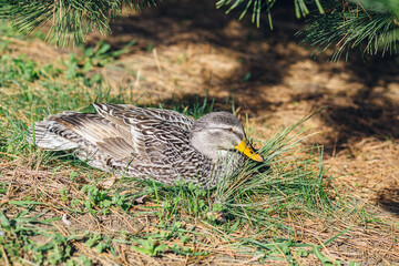 Side portrait of a wild duck standing on the grass under a pine tree in summer