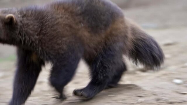 Siberian wolverine Gulo Gulo in nature
