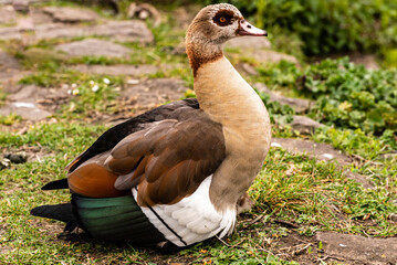 Porträt Nilgans sitzend im Frühling