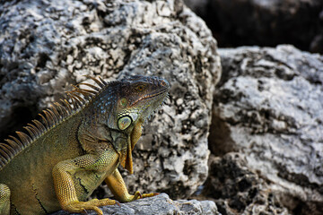 Green iguana lizard of the genus basking in the sun South Florida. Amazon jungle fauna.