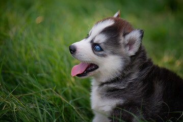 Blue eyes siberian husky puppy sitting
