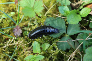 Close-up of black larvae insect on green leaves  in the meadow on springtime