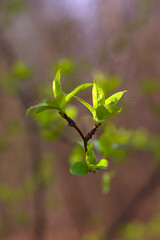 small green leaves on a branch in spring