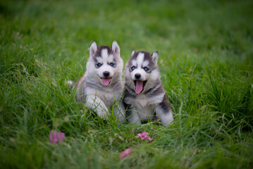 Two Blue eyes siberian husky puppies sitting on green grass