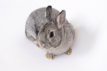 Young gray rabbit on a white isolated background. Pet bunny sniffs and sits, looks. Farmer breeding rabbits