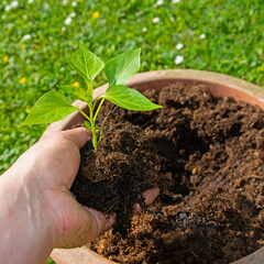 Paprika-Jungpflanze in der Hand vor einem Pflanzkübel