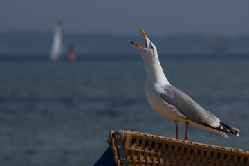 Möwengeschrei, Silbermöw