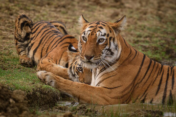 Fototapeta na wymiar tiger in the wild. Maya the famous tigress of Tadoba with her cub.