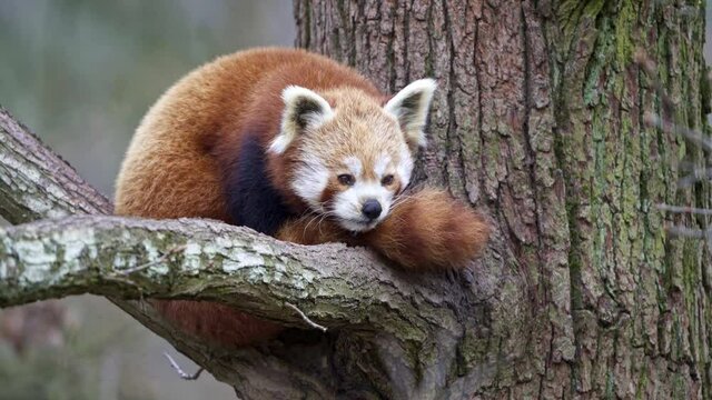 Red panda (Ailurus fulgens) on the tree. Cute panda bear in forest habitat.