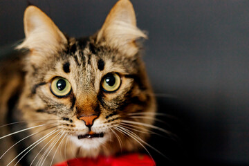 A furry and tabby cat looks up at the camera. a close-up view of a cat on a black background.
