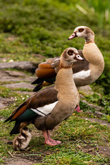 Familie Nilgans mit Jungtier im Frühling