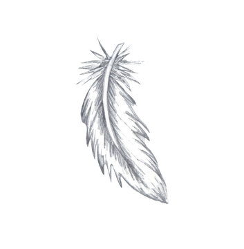 Watercolor feather. Hand drawn white feathers isolated on white background
