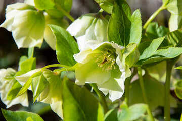 Beautiful delicate spring Helleborus flowers. Light green flowers with water drop on the petals. Macro, close up. Winter rose, green blossoms.