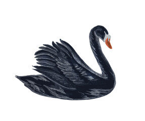 Watercolor illustration of black swan. Hand drawn black bird  isolated on white background. love concept
