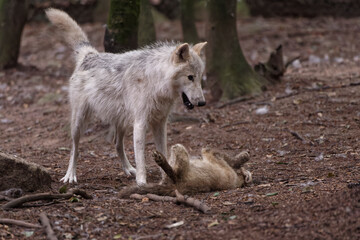 Loup et louveteau arctiques