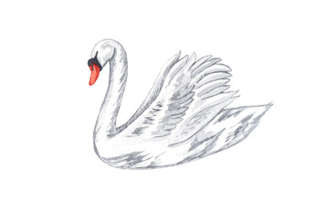 Watercolor white swan. Hand drawn white bird isolated on white background. love concept