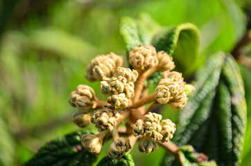 close up of a pine cone