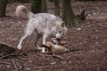 Loup et louveteau arctiques