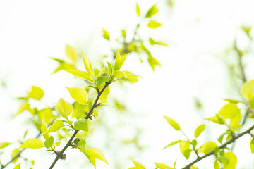 초록 새싹이 있는 풍경