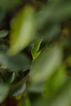 Ficus tree as decorative plant with juicy green leaves blurry close-up