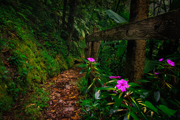 Fototapeta premium Rainforest path leading among trees and flowers. Very relaxing and pleasing atmosphere, all green leaves, violet flowers. Perfect place for holidays, hiking and adventures. Costa Rica is amazing.
