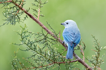 A light blue bird sitting on a branch. Blue grey tanager is a beautiful bird, common in Central America countries, such as Costa Rica. Light green background complements the bird's color. Pleasing.