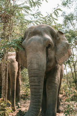 Asian elephant