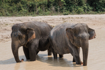 Elephants in the water