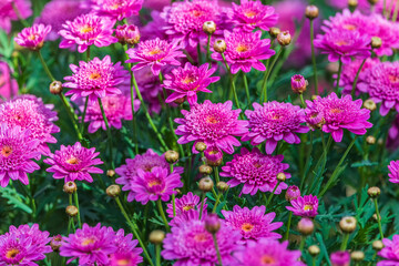 Fototapeta premium Aster beds growing in the park