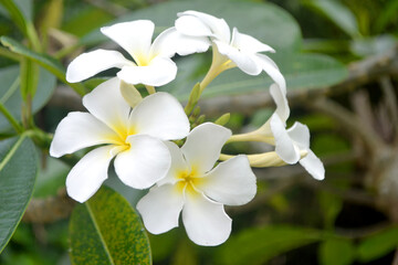 Obraz premium a bunch of beautiful white fresh Plumeria or frangipani flowers blooming and green leaves on the tree with blurred background photo. Bokeh background