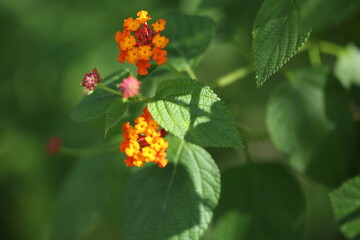 Flower with green Leaf.