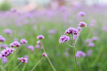 An image of purple verbena, which focuses the inflorescence forward and blurs many flowers in the back.