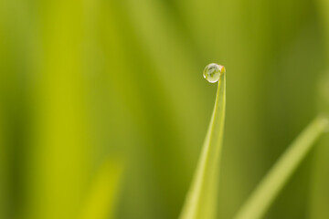 raindrop on a leaf