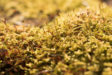 close-up on moss