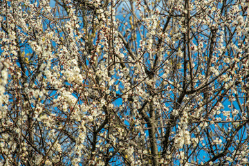White tender apricot tree flowers in spring orchard	