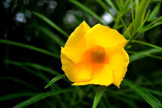 Thevetia peruviana blooming, yellow beautiful flower with bokeh background looks so charming and romantic