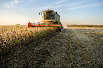 Obraz premium Harvesting of soybean field with combine.