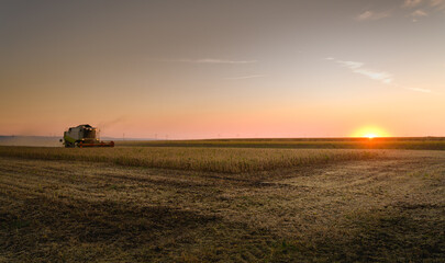 Fototapeta premium Harvesting of soybean field with combine.