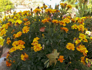 Yellow Tagetes flower with green autumn leaves