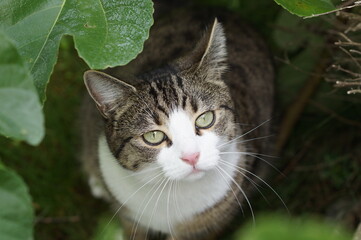 portrait of cat sitting between leaves looking up, view from above