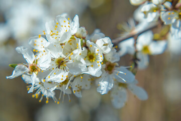 Budding and apple blossom in mid-March. Selective focus