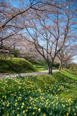 Fototapeta premium スイセンと桜のある風景