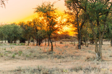 The sun sets over the horizon in the forest on a summer evening, around dry grass and low trees