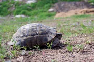 turtle on grass